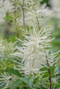 Goatsbeard Aruncus dioicus plume with starry, creamy-white flowers